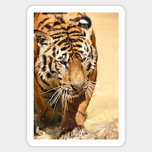 Tiger Emerging Sticker